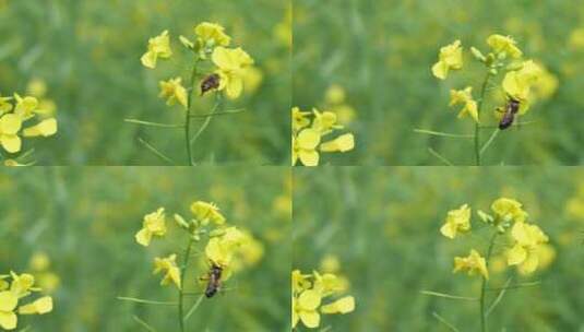 春天蜜蜂在盛开油菜花上采蜜高清在线视频素材下载