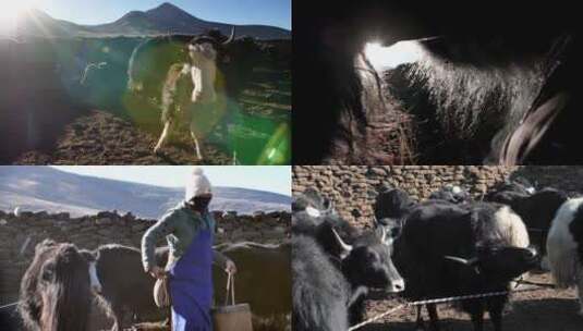 西藏牧民清晨挤牛奶高清在线视频素材下载