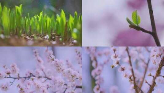 春天植物萌芽花朵蜜蜂特写高清在线视频素材下载