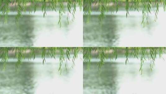 春天河边的柳树叶高清在线视频素材下载