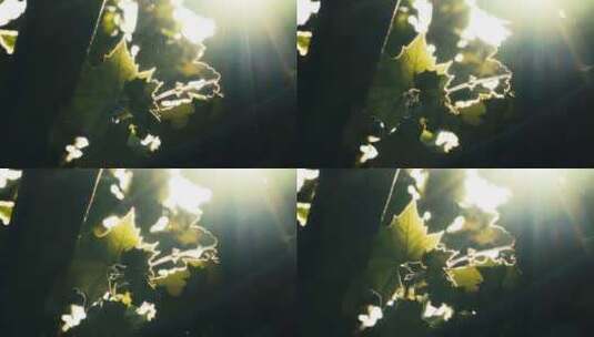 清晨阳光透过树叶照射高清在线视频素材下载