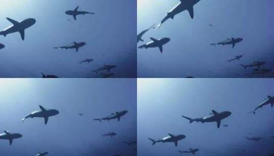 海洋生物黑尾真鲨高清在线视频素材下载