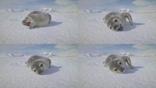 南极洲雪地上打哈欠的小海豹特写高清在线视频素材下载
