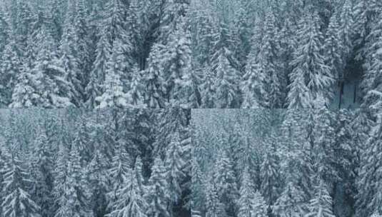 空中白蓝冬季森林背景美丽的降雪景观加拿大高清在线视频素材下载