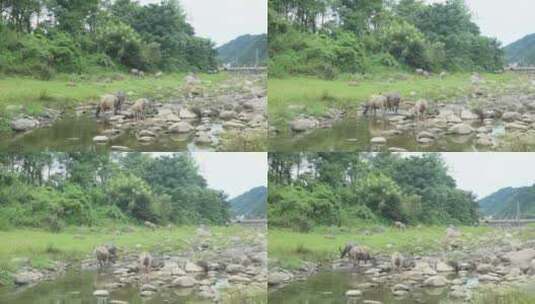 河滩悠闲吃草的水牛高清在线视频素材下载