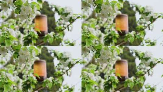 春天盛开的白色海棠花高清在线视频素材下载