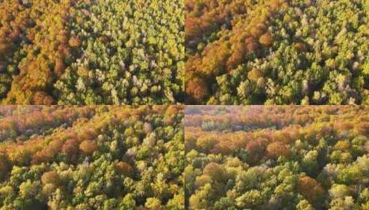 晴天秋林中黄色和橙色树冠的彩色树林野生景高清在线视频素材下载