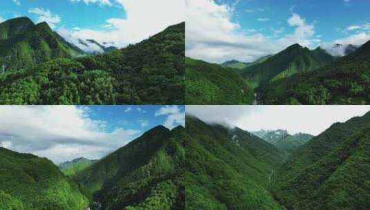 航拍祖国大好河山湖北神农架绿色植物森林高清在线视频素材下载