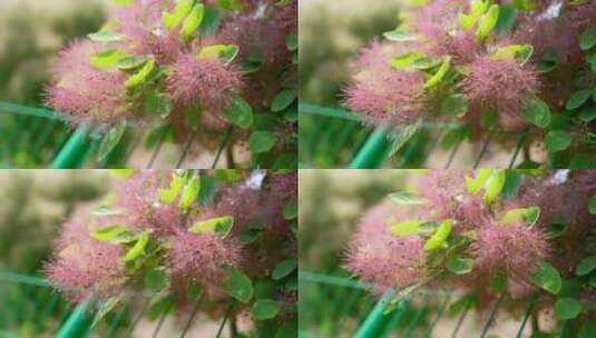 花草植物空镜素材——黄栌花高清在线视频素材下载