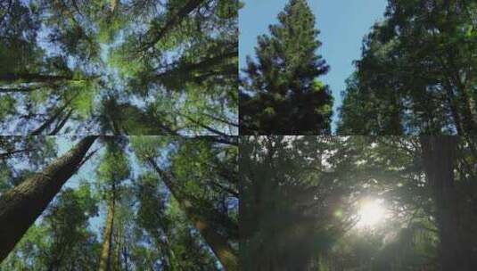阳光森林夏天绿色风景高清在线视频素材下载