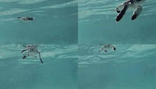 可爱的小海龟深吸一口气，然后向镜头扑去。高清在线视频素材下载