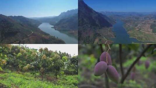 芒果基地 芒果种植 北盘江边高清在线视频素材下载