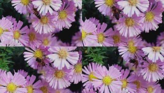 粉色的小雏菊高清在线视频素材下载