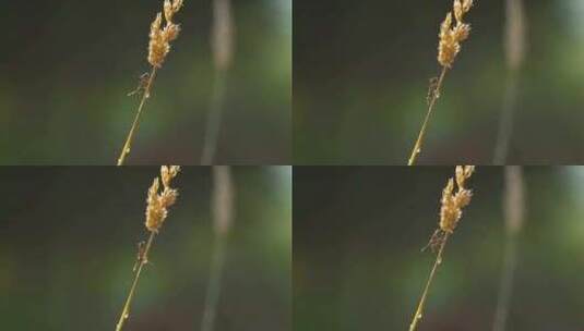 认识昆虫-蚂蚁活动特写镜头 /勤劳的搬运工高清在线视频素材下载