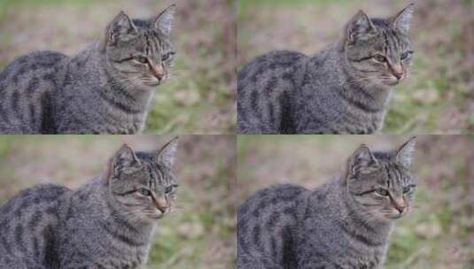 猫，灰色，毛茸茸的，坐着高清在线视频素材下载