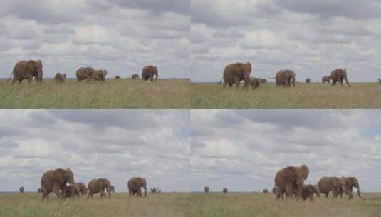 大象，小牛，牛群，Safari高清在线视频素材下载