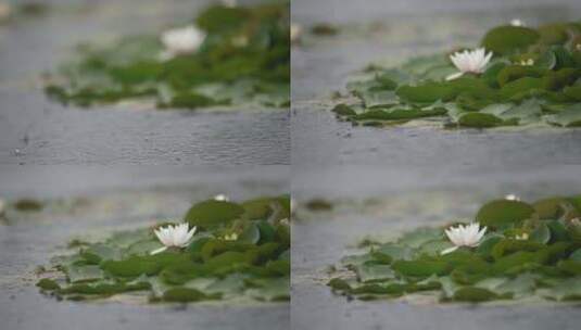 雨中水莲 莲花 睡莲 水莲高清在线视频素材下载