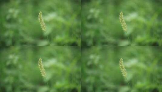 草 草地 绿色 花草 植物 实拍视频高清在线视频素材下载