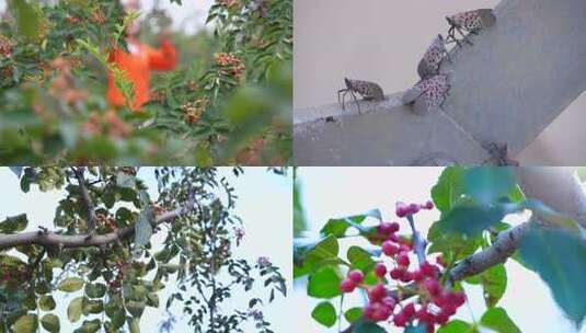 花椒采摘 花椒收获 花椒丰收 花椒大特写高清在线视频素材下载