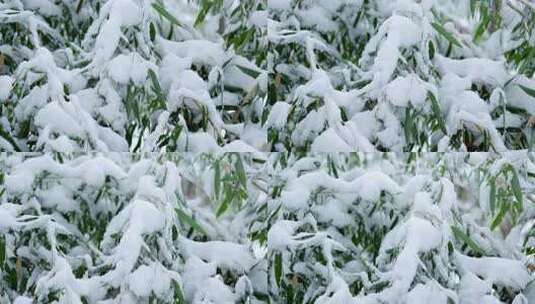 冬天雪景树林雾凇高清在线视频素材下载