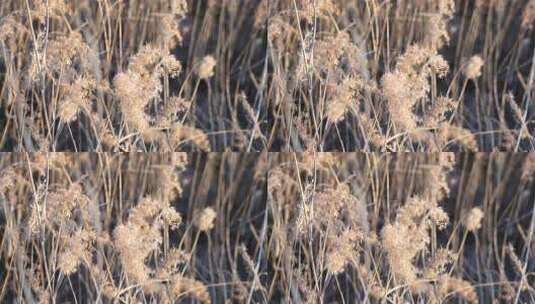 芦苇 禾本科 花 干芦苇 被子植物湿地边高清在线视频素材下载