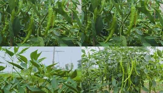 蔬菜种植无公害蔬菜 绿色农业高清在线视频素材下载