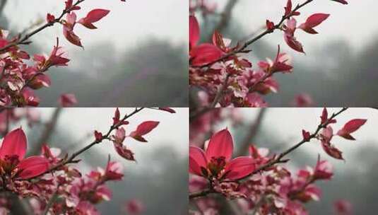 枝头盛开的鲜艳红花特写高清在线视频素材下载