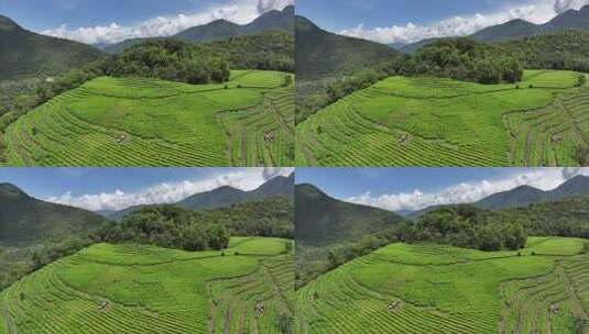 西藏林芝墨脱县果果塘茶叶种植航拍自然风光高清在线视频素材下载