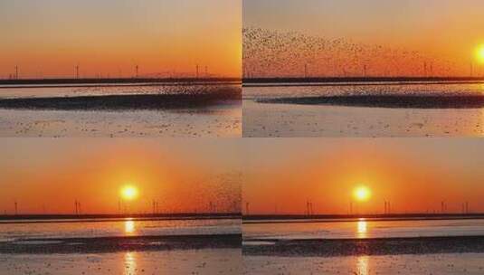 夕阳鸟浪高清在线视频素材下载