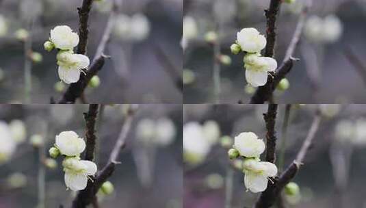 特写白梅花绽放枝头高清在线视频素材下载