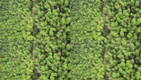 航拍南岳衡山风景区森林树木植被高清在线视频素材下载