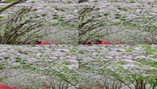 春天北京故宫博物院内绽放的白色海棠花竖屏高清在线视频素材下载