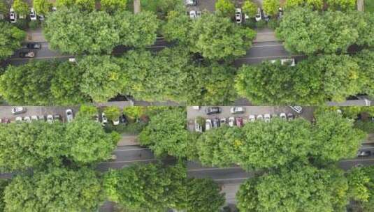 俯拍城市大道绿化植物高清在线视频素材下载