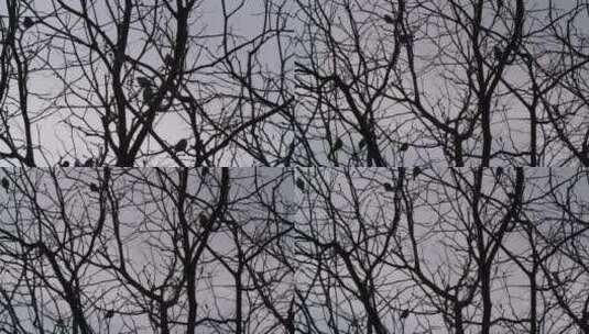 冬季树上的一群麻雀高清在线视频素材下载