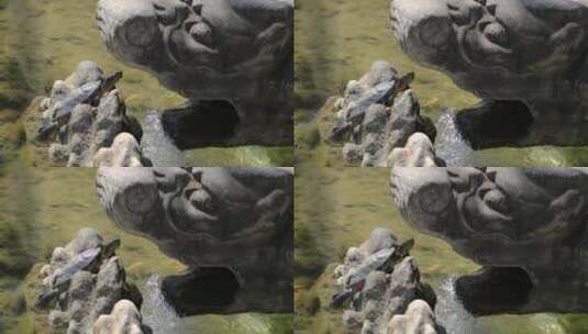 4K拍摄池塘晒太阳的乌龟高清在线视频素材下载