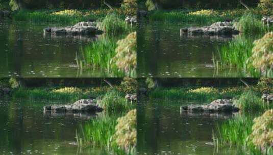 78 杭州 风景 小溪 流水 唯美高清在线视频素材下载
