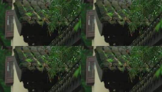 127 杭州 寺庙 古建筑 下雨天 屋檐 树枝高清在线视频素材下载