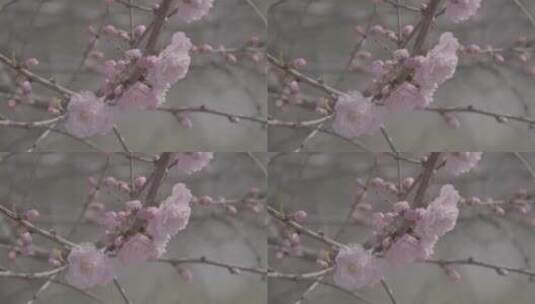 桃花盛开LOG视频素材高清在线视频素材下载