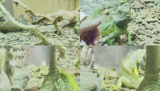 【镜头合集】各种蜥蜴爬虫猎蜥巨人蜥高清在线视频素材下载
