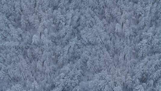 航拍大兴安岭林海雪原雪林雪景高清在线视频素材下载