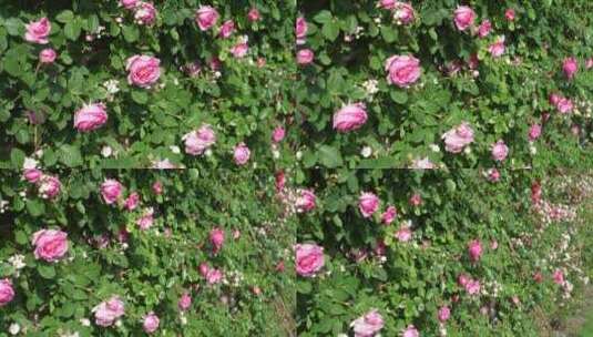 花园园艺园林月季园玫瑰花高清在线视频素材下载