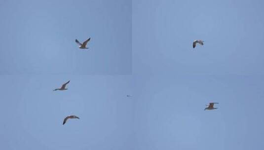 海滩上空飞翔的海鸥高清在线视频素材下载