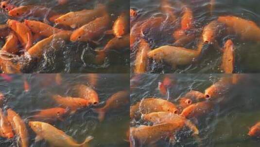 水面的锦鲤在游动拥挤高清在线视频素材下载