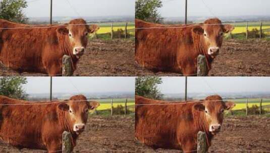 四处张望的牛高清在线视频素材下载