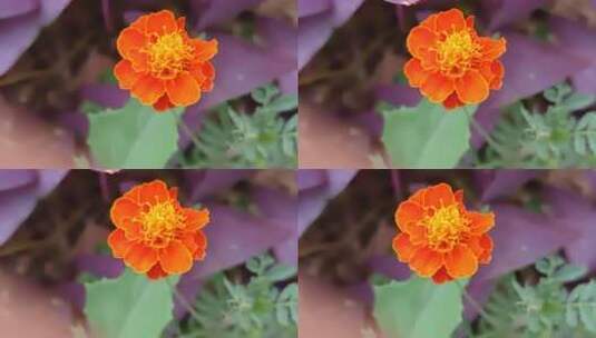 花朵实拍高清在线视频素材下载