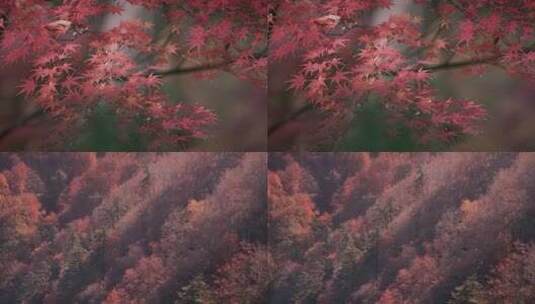 满山发红的枫叶高清在线视频素材下载