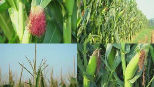 玉米 生长中的玉米穗 玉米地 4K高清玉米高清在线视频素材下载