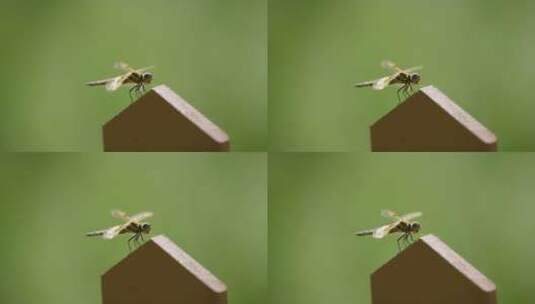 蜻蜓落在木板上4K高清在线视频素材下载