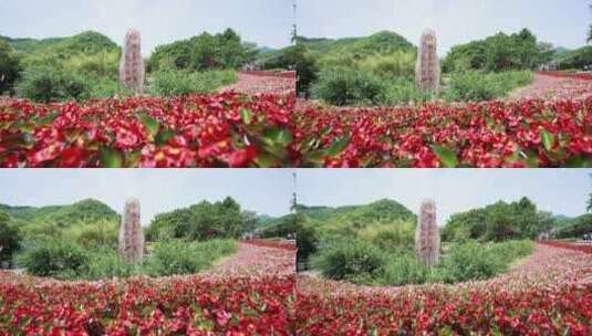 浙江湖州安吉余村鲜花中石碑航拍高清在线视频素材下载