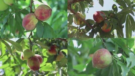 桃子成熟果实视频素材高清在线视频素材下载